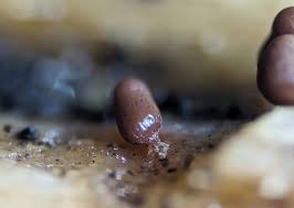 Attēlu rezultāti vaicājumam “Collaria sp.”