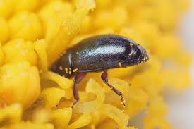 Attēlu rezultāti vaicājumam “Meligethes sp.”