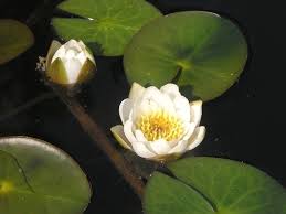 Attēlu rezultāti vaicājumam “Nymphaea candida leaf”