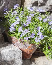 Image result for Phlox (großblumig)