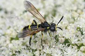 Attēlu rezultāti vaicājumam “Tenthredo mandibularis”