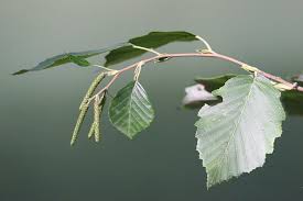 Attēlu rezultāti vaicājumam “Alnus incana bud”