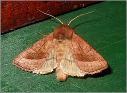 Attēlu rezultāti vaicājumam “Hydraecia micacea”