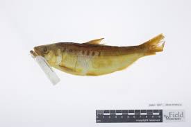 Image result for Alosa mediocris