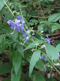 Attēlu rezultāti vaicājumam “Campanulaceae”