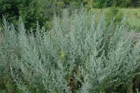 Attēlu rezultāti vaicājumam “Artemisia absinthium”
