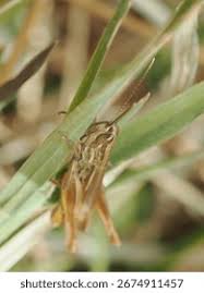 Attēlu rezultāti vaicājumam “Chortippus sp.”
