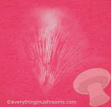 Attēlu rezultāti vaicājumam “Diderma rufostriatum spores”