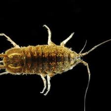 Attēlu rezultāti vaicājumam “Asellus aquaticus”