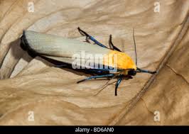 Attēlu rezultāti vaicājumam “Lithosia quadra male”