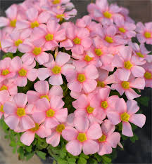 Attēlu rezultāti vaicājumam “Oxalis corniculata”