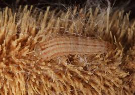 Attēlu rezultāti vaicājumam “Shargacucullia scrophulariae larva”