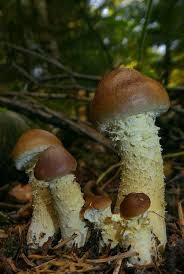 Attēlu rezultāti vaicājumam “Stropharia hornemannii”