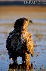 Image result for Haliaeetus albicilla
