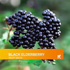 Attēlu rezultāti vaicājumam “Sambucus nigra fruit”