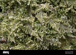 Attēlu rezultāti vaicājumam “Ctenidium molluscum”