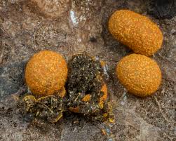 Attēlu rezultāti vaicājumam “Physarum rubiginosum”