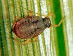 Attēlu rezultāti vaicājumam “Rhopalosiphum oxyacanthae”