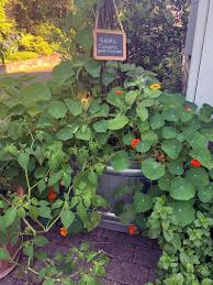 Attēlu rezultāti vaicājumam “Tropaeolum majus”