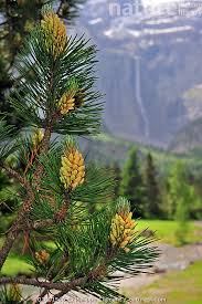 Attēlu rezultāti vaicājumam “Pinus mugo male flower”