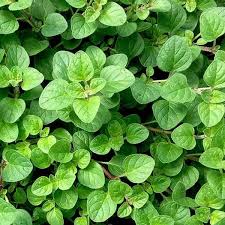 Image result for Oregano