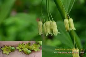 Attēlu rezultāti vaicājumam “Polygonatum verticillatum bud”