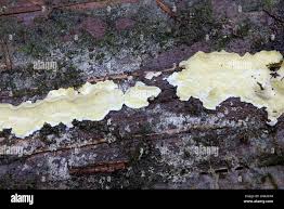 Attēlu rezultāti vaicājumam “Flaviporus citrinellus”