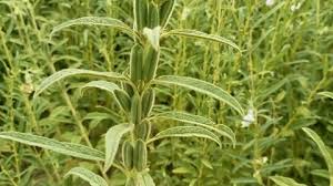 Attēlu rezultāti vaicājumam “Jacobaea paludosa leaf”