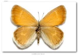 Attēlu rezultāti vaicājumam “Coenonympha tullia”