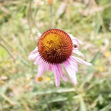 Image result for Echinacea angustifolia