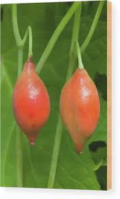 Attēlu rezultāti vaicājumam “Podophyllum hexandrum fruit”