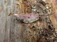 Attēlu rezultāti vaicājumam “Leptoporus mollis”