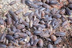 Attēlu rezultāti vaicājumam “Porcellio scaber”