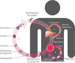 Attēlu rezultāti vaicājumam “undetermined plasmodium”