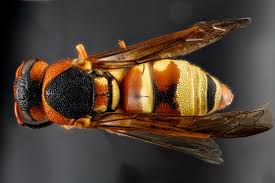 Attēlu rezultāti vaicājumam “Vespidae”