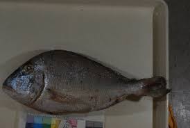 Image result for Calamus bajonado