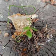 Attēlu rezultāti vaicājumam “Onnia triquetra”