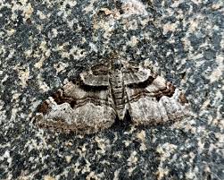 Attēlu rezultāti vaicājumam “Xanthorhoe designata”