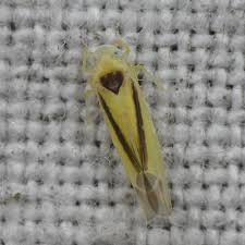 Attēlu rezultāti vaicājumam “Edwardsiana geometrica”