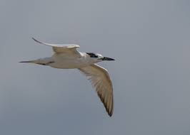 Attēlu rezultāti vaicājumam “Sterna sandvicensis adult”