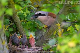 Attēlu rezultāti vaicājumam “Lanius collurio”