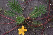 Attēlu rezultāti vaicājumam “Argentina anserina bud”