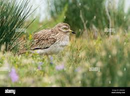 Image result for Burhinus oedicnemus