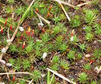 Attēlu rezultāti vaicājumam “Cirriphyllum piliferum”