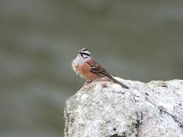 Image result for Emberiza cia