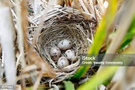 Attēlu rezultāti vaicājumam “Emberiza schoeniclus nest”