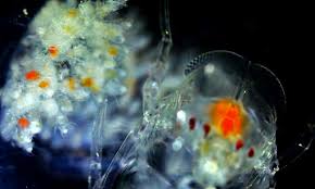 Attēlu rezultāti vaicājumam “Phronia sp.”