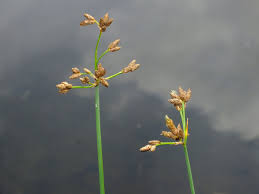 Attēlu rezultāti vaicājumam “Schoenoplectus lacustris subsp. glaucus bud”