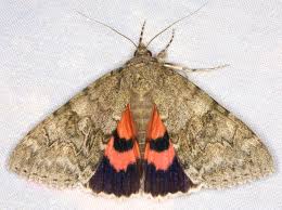 Attēlu rezultāti vaicājumam “Catocala nupta”