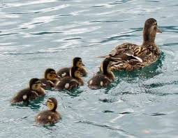 Attēlu rezultāti vaicājumam “Anas platyrhynchos juvenile”